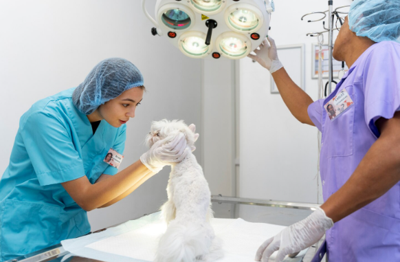 Deux membres du personnel vétérinaire, en tenue chirurgicale, examinent un petit chien blanc à poils longs sous une lampe d'opération.