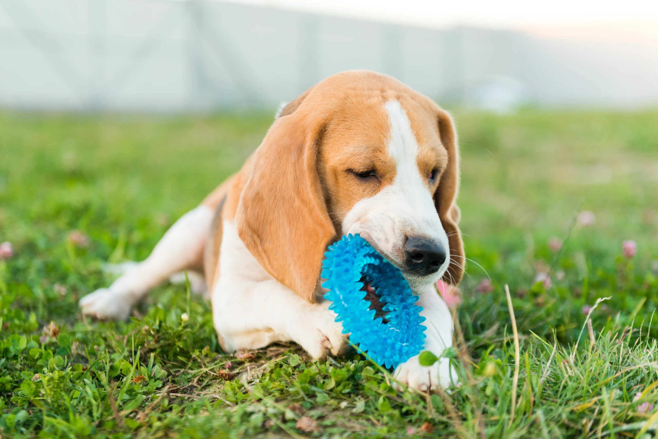 Un chiot Beagle tricolore est allongé dans l'herbe verte et mâche un jouet en plastique bleu et hérissé.