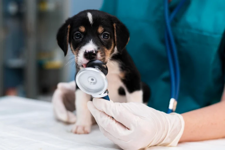 Une vétérinaire en blouse blanche examine les dents et les gencives d'un chien Corgi de couleur roux et blanc, allongé sur une table d'examen.