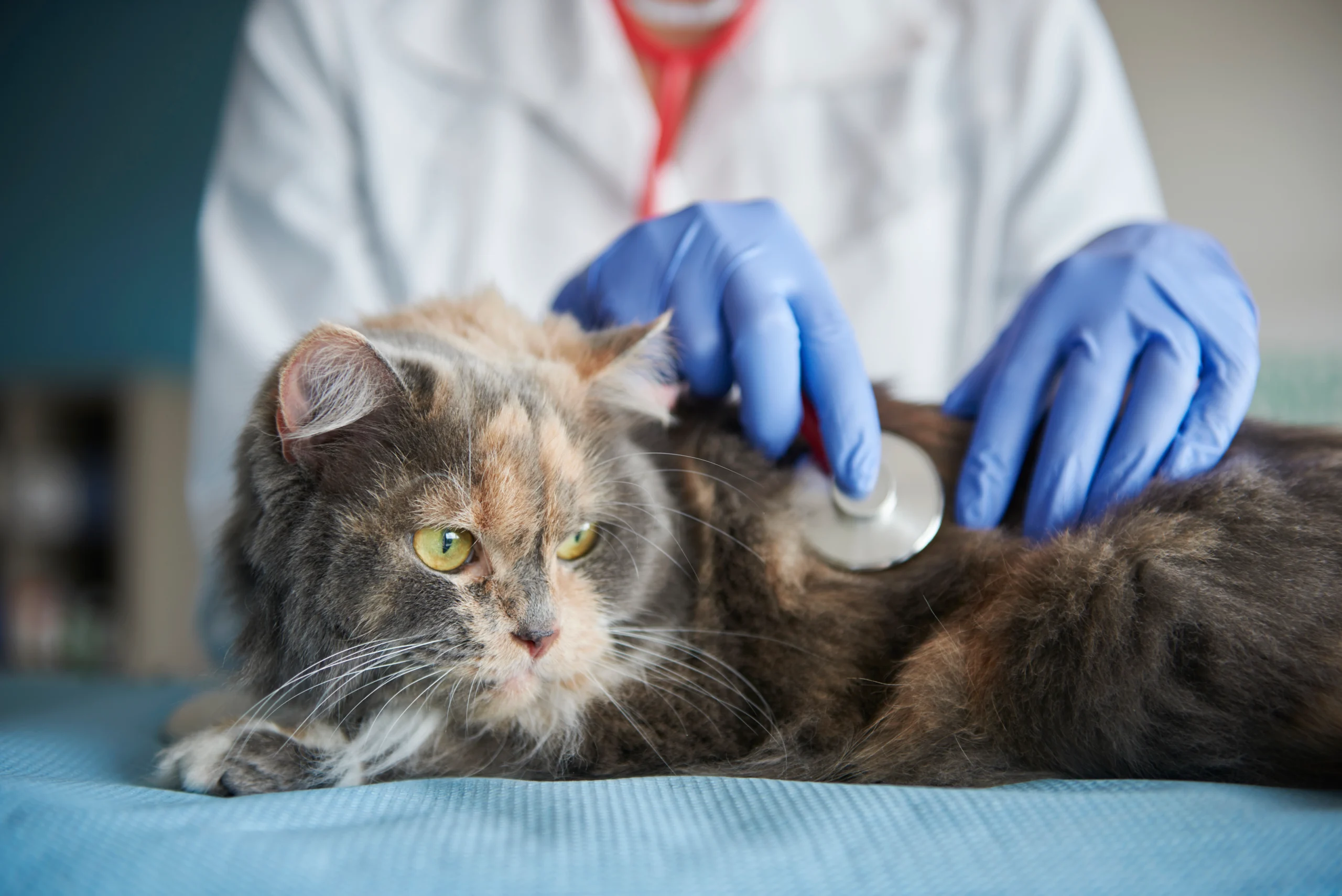 Gros plan sur un chat tricolore, l'air méfiant, ausculté à l'aide d'un stéthoscope par un vétérinaire portant des gants bleus.