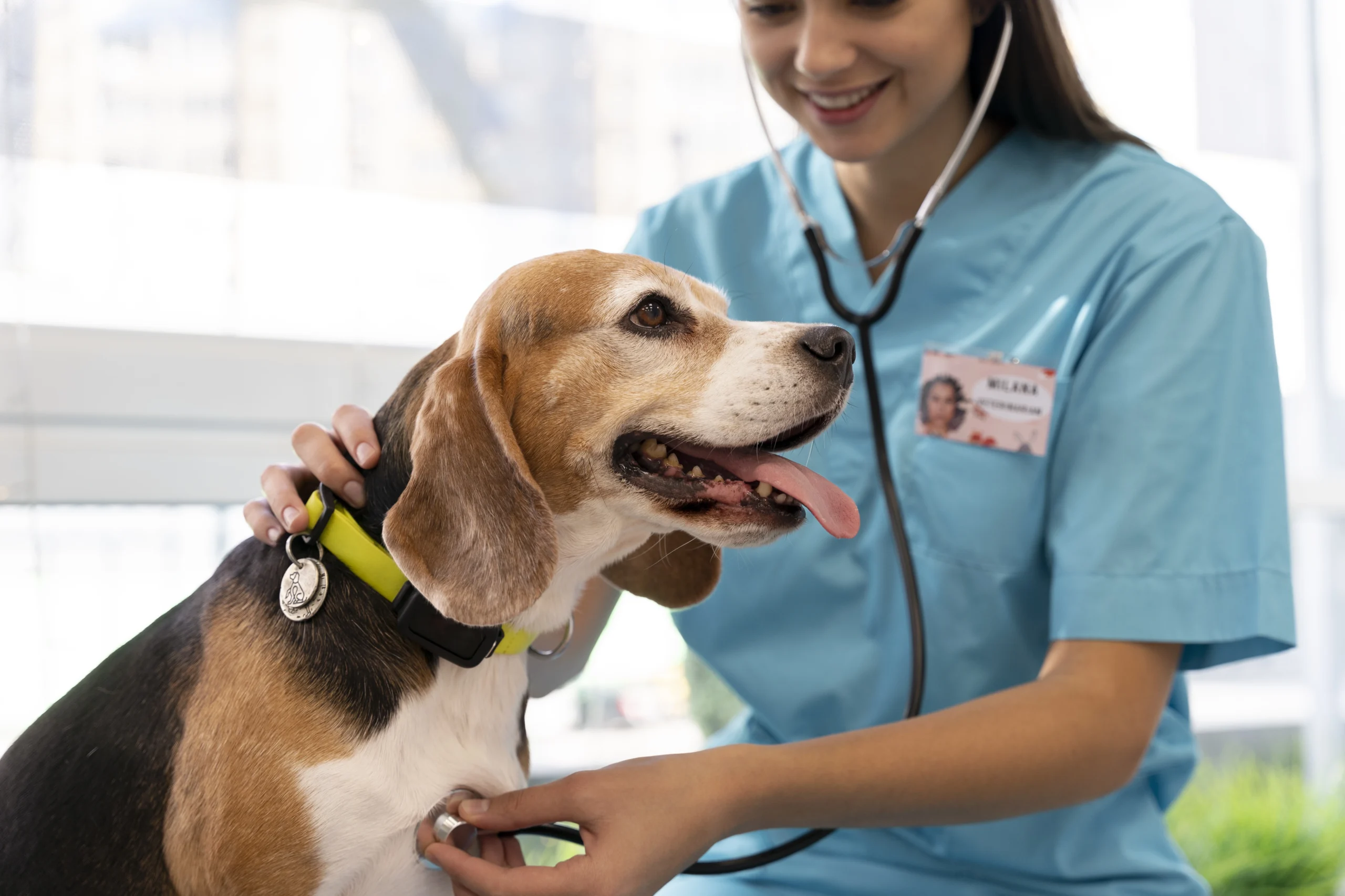 Gros plan sur une vétérinaire souriante auscultant le cœur d'un chien Beagle avec son stéthoscope.