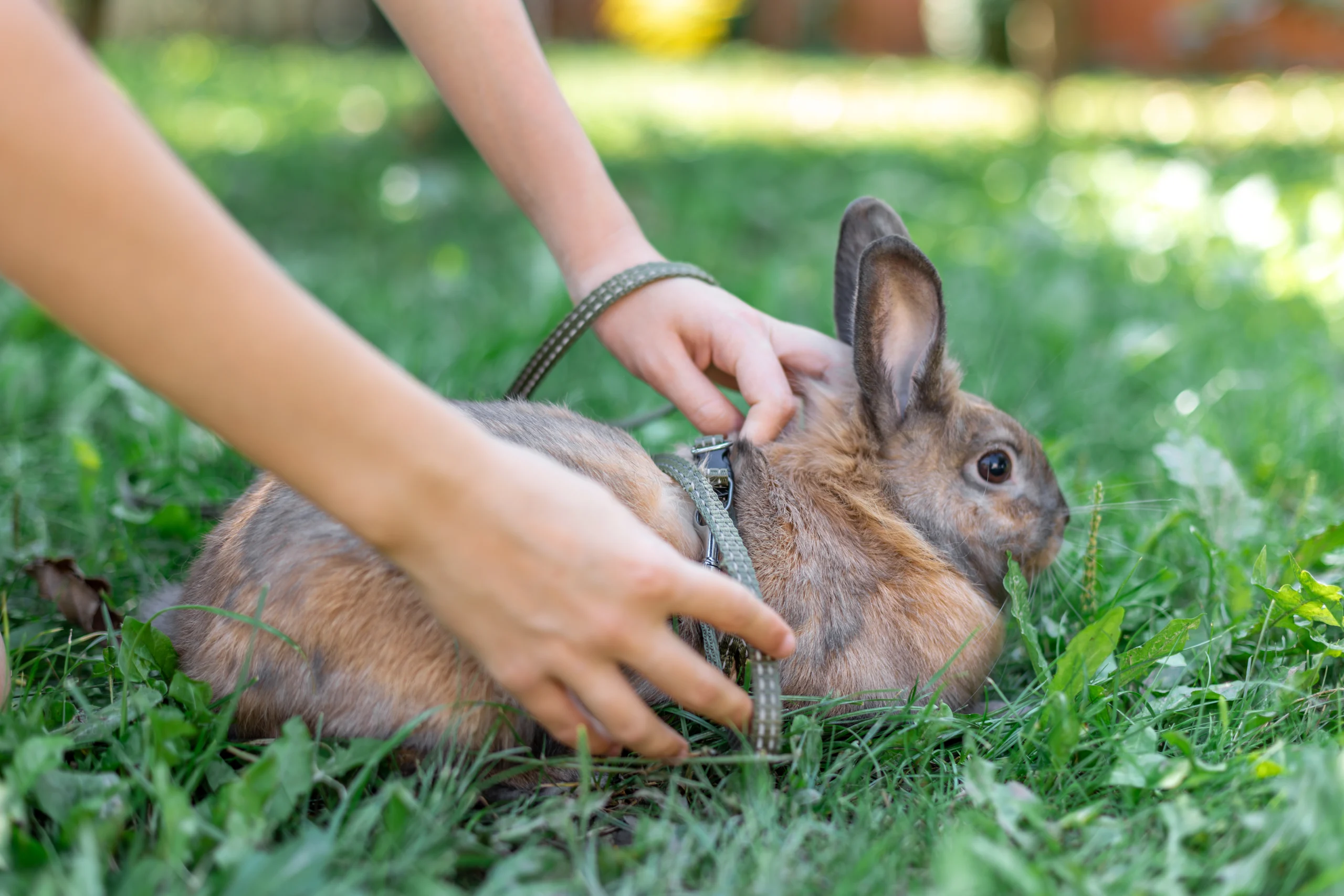 Gros plan sur un lapin domestique brun-roux portant un harnais en laisse, sur de l'herbe verte, tenu par des mains humaines.