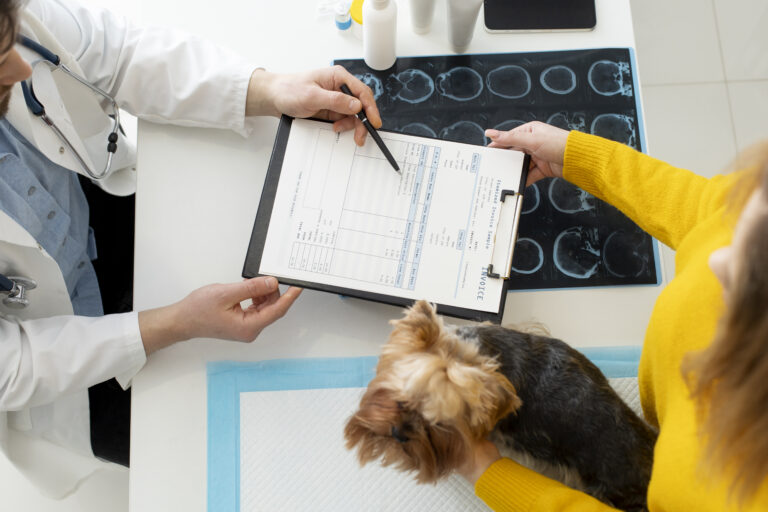 Consultation chez le vétérinaire, où le docteur montre des documents au propriétaire du petit chien sur la table.