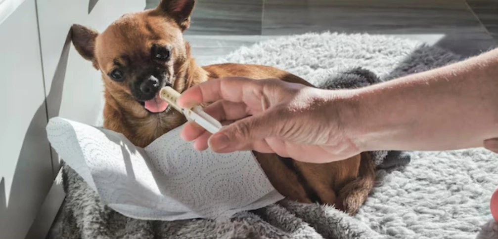 Un chihuahua brun accepte un traitement donné par la main d'une personne, allongé sur un lit douillet