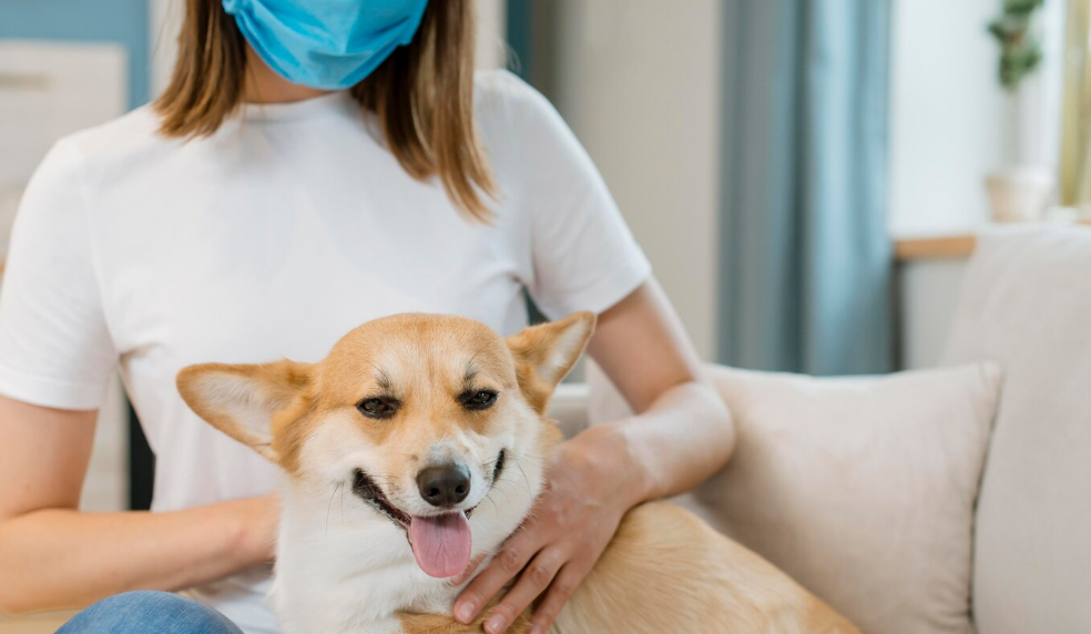 Femme avec masque bleu caressant un Corgi souriant, assise sur un canapé.