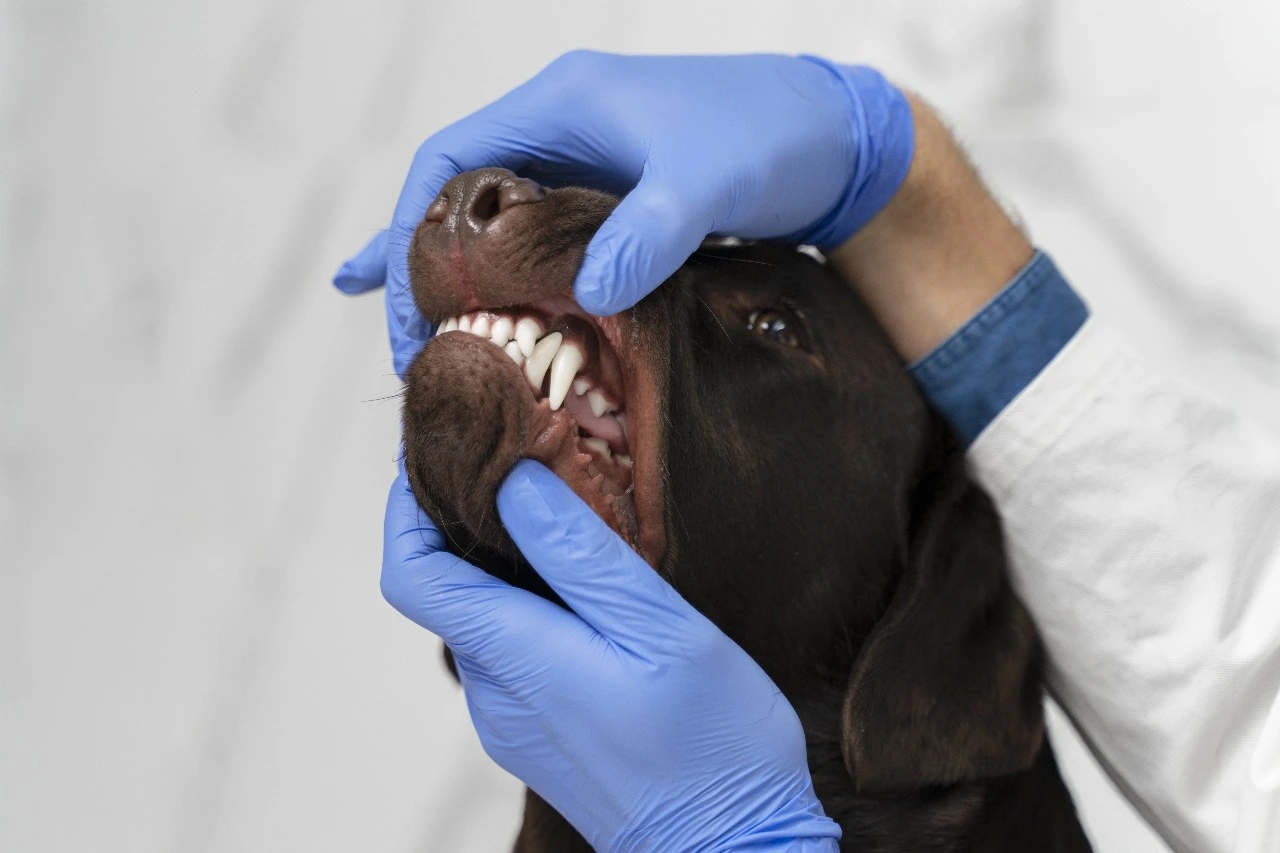 Vétérinaire examinant les dents d’un chien avec des gants bleus.