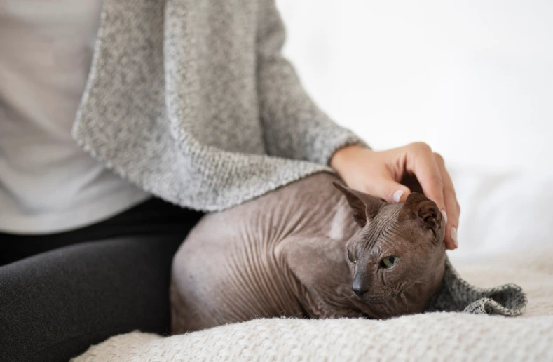 Une personne caresse doucement un chat Sphynx blotti sous une couverture grise