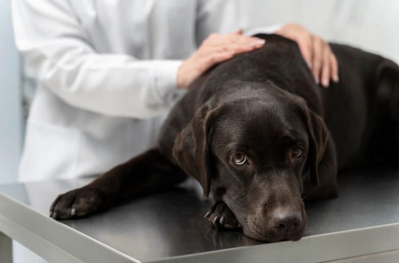 Un labrador noir allongé sur une table d'examen reçoit des caresses d'un vétérinaire