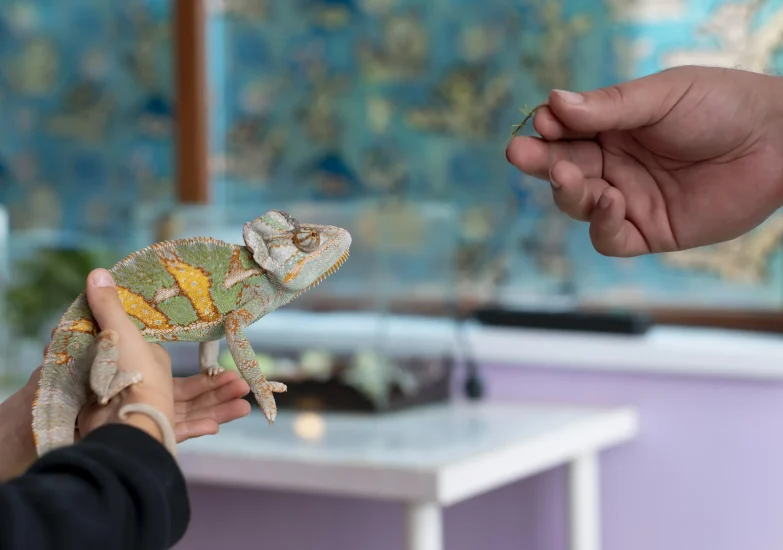 Un caméléon panthère vert et orange, tenu dans les mains d'une personne, est présenté devant une autre main offrant un brin d'herbe.