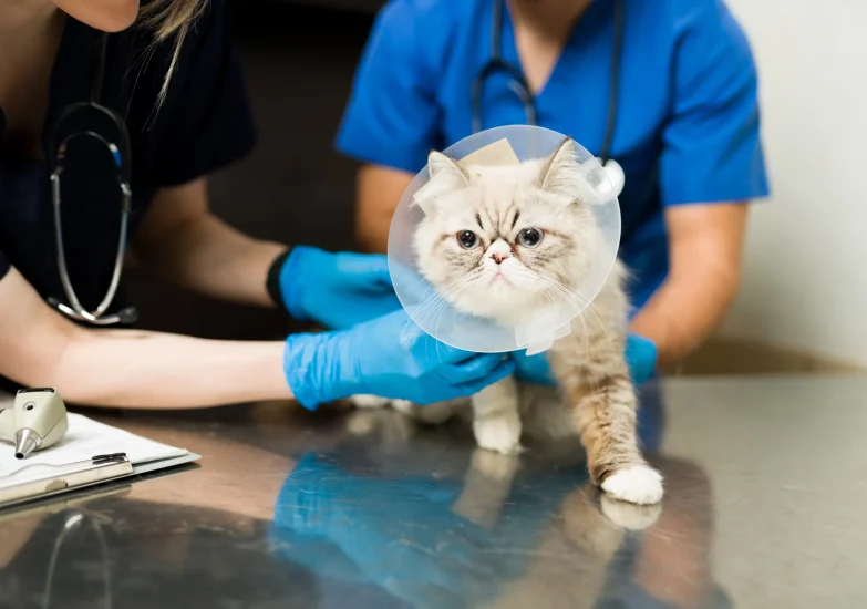 n chat Persan portant une collerette de protection (cône de l'amitié) est soigné par deux vétérinaires sur une table d'examen.