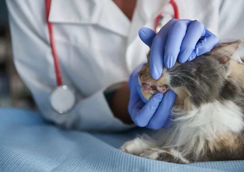 le-veterinaire-verifie-les-dents-du-chat