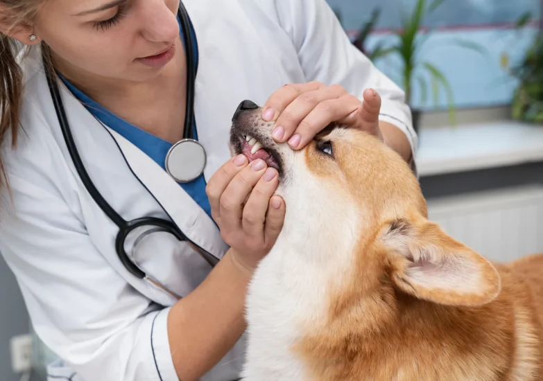 Une vétérinaire en blouse blanche examine les dents et les gencives d'un chien Corgi de couleur roux et blanc, allongé sur une table d'examen.