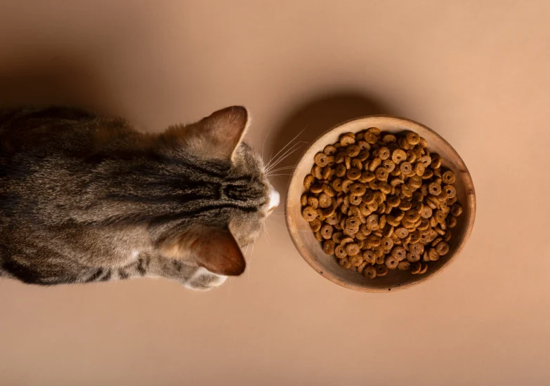 Vue de dessus d'un chat tigré brun qui s'approche pour manger des croquettes dans un bol en bois posé sur une surface beige.